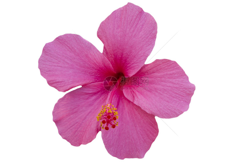白色背景上的粉红 Hibiscus图片