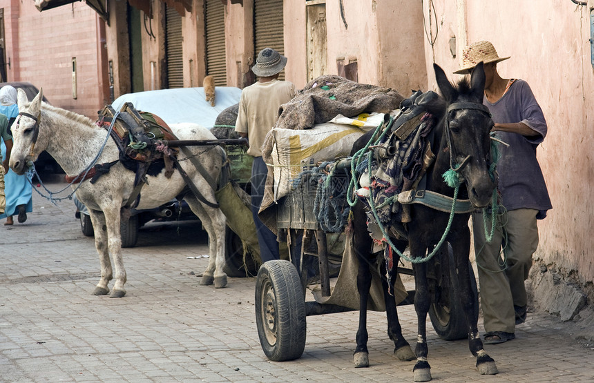 摩洛哥马拉喀什马马和马车图片