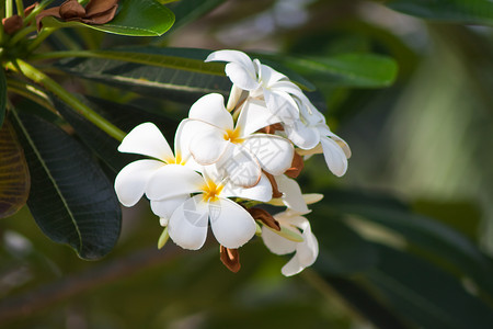 热带花朵的支部管道香味植物叶子邀请函植物学绿色植物花瓣鸡蛋花茉莉花美丽背景图片