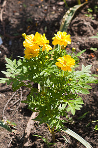 花园坛鲜花花花坛叶子场地季节植物群树叶花园植物学橙子花瓣背景