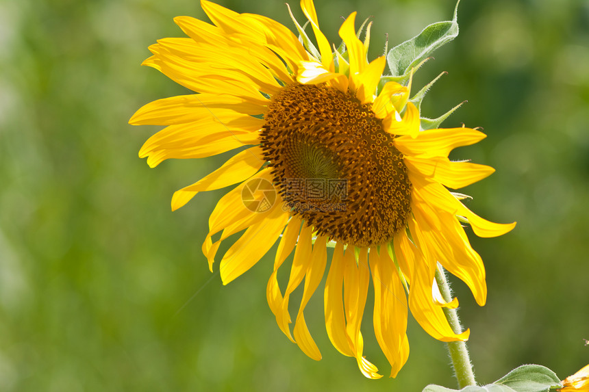 向日葵和风 太阳光黄色花瓣植物群圆形雄蕊园艺美丽植物种子阳光图片