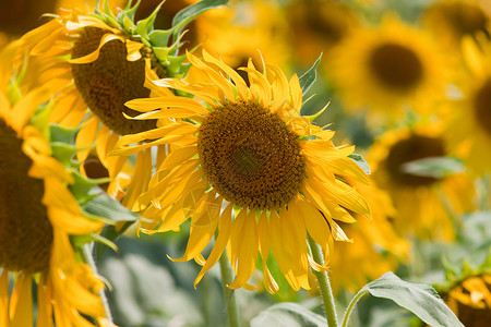 向日葵和风 太阳光植物群美丽花瓣圆形黄色晴天种子植物花园阳光背景图片