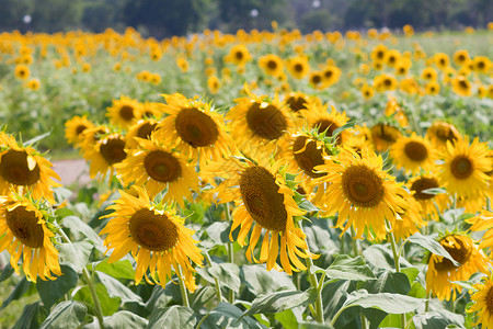 向日葵和风 太阳光花瓣雄蕊美丽圆形花园花粉黄色圆圈阳光植物学背景图片