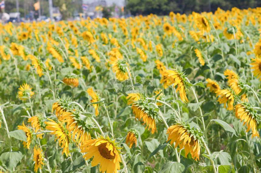 向日葵和风 太阳光黄色阳光植物群花粉圆圈雄蕊植物学晴天美丽花园图片