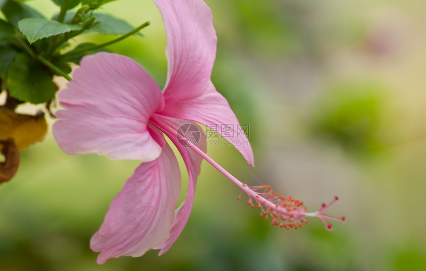 hibisus 花朵灰烬草本植物异国植物木槿国家热带宏观喇叭玫瑰花图片