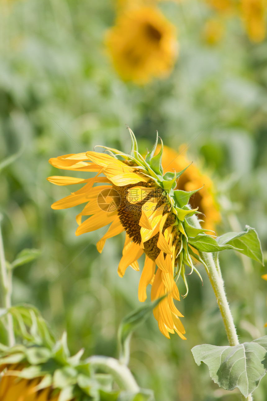 向日葵和风 太阳光雄蕊阳光花瓣花粉园艺晴天圆形植物学黄色植物图片