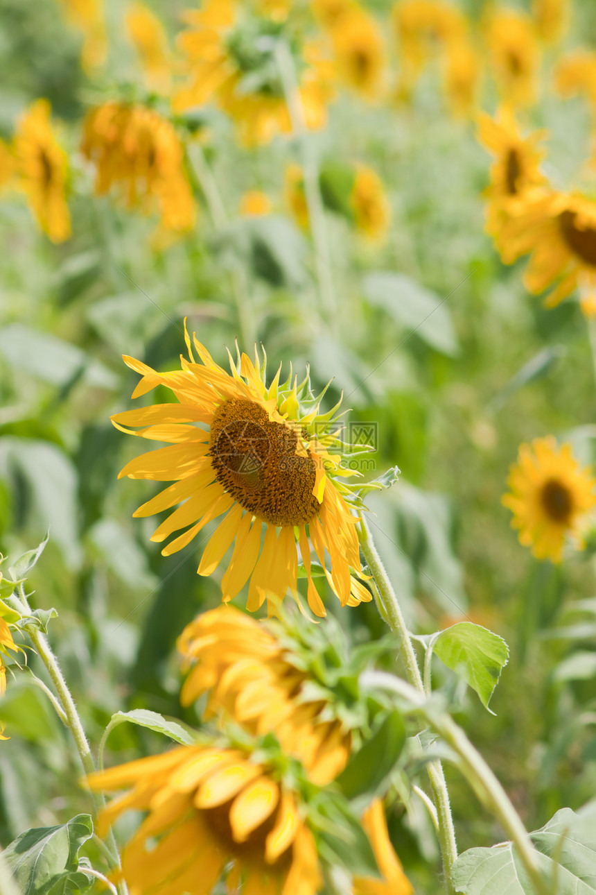 向日葵和风 太阳光花园植物群黄色种子植物学晴天花粉花瓣阳光园艺图片