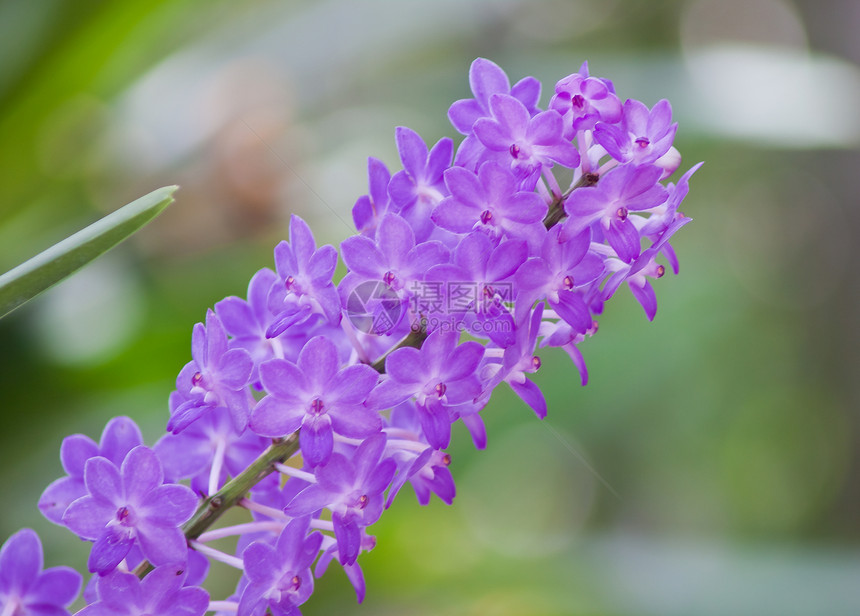美丽的兰花植物群风格背景花园花束热带植物学紫色环境农村图片