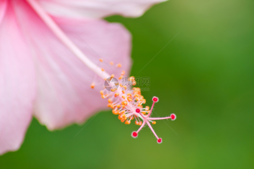 hibisus 花朵玫瑰玫瑰花叶子灰烬国家星星花瓣情调芙蓉植被图片