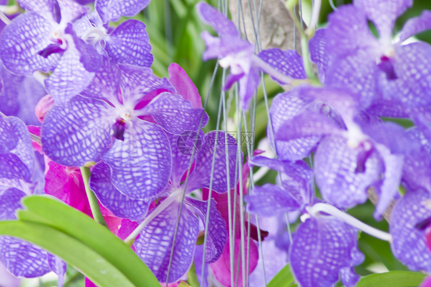 美丽的兰花叶子植物群紫色装饰花束环境花瓣热带植物学农村图片