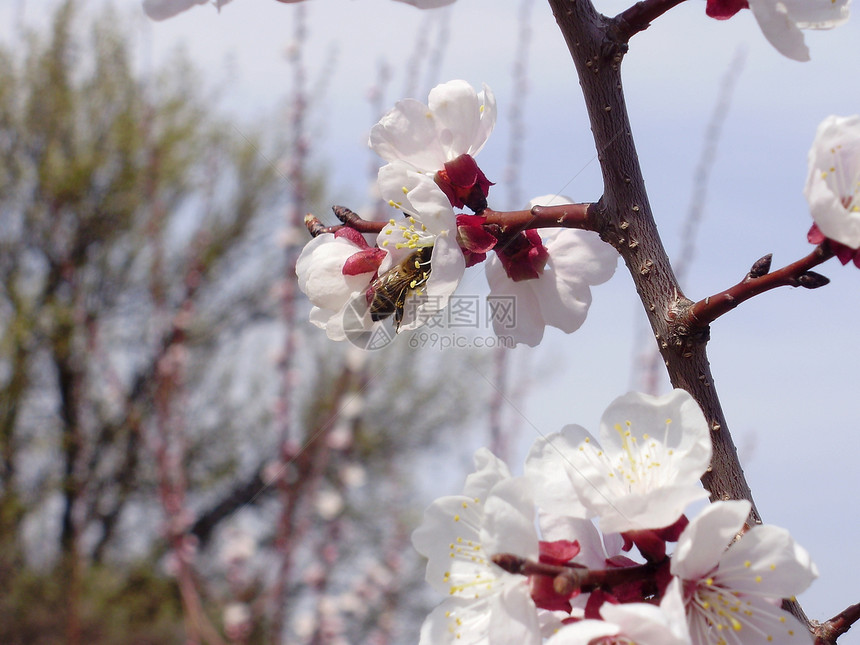 一只蜜蜂在花的杏子上花园蓝色粉色花瓣条纹蜂蜜天空黄色黑色花粉图片