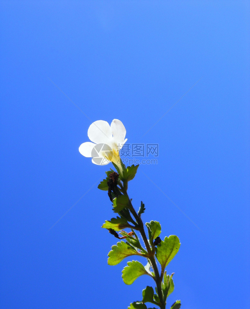 小白花白色生活花瓣美丽植物群植物花园叶子宏观蓝色图片
