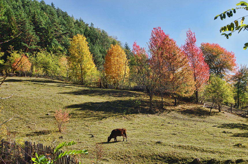 牧草上的牛群叶子草地森林农村乡村孤独植物红色天气黄色图片