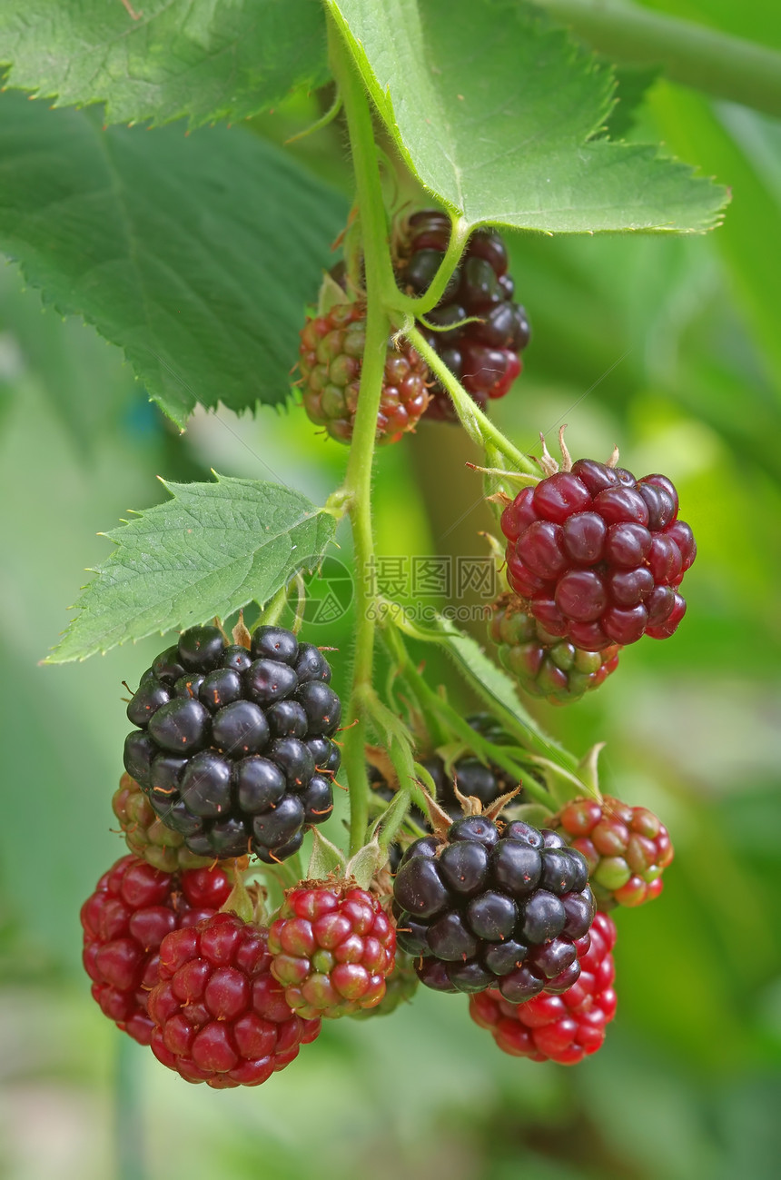 黑莓植物花园黑色衬套叶子甜点食物浆果红色果味图片