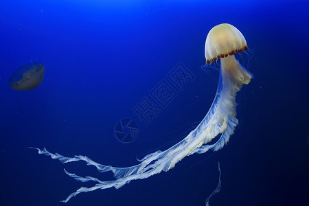 浪花加鱼水母鱼潜水探索野生动物浮潜荒野游泳动物旅行生活海蜇背景