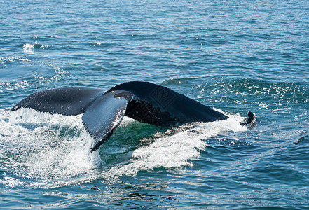 长须鲸鲸鳍野生动物濒危鲸鱼弓步哺乳动物海洋海浪荒野须鲸捕鲸背景