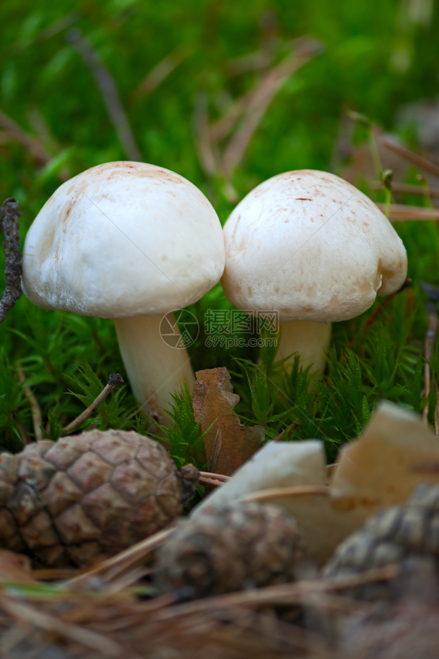 蘑菇植物学树叶照片植物森林季节苔藓收成图片