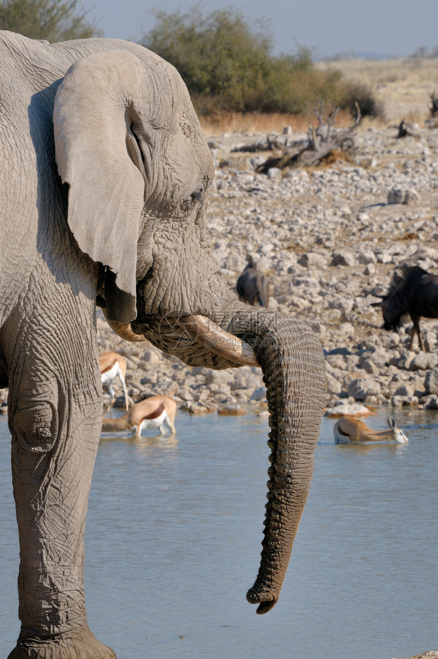纳米比亚Etosha国家公园大象图片