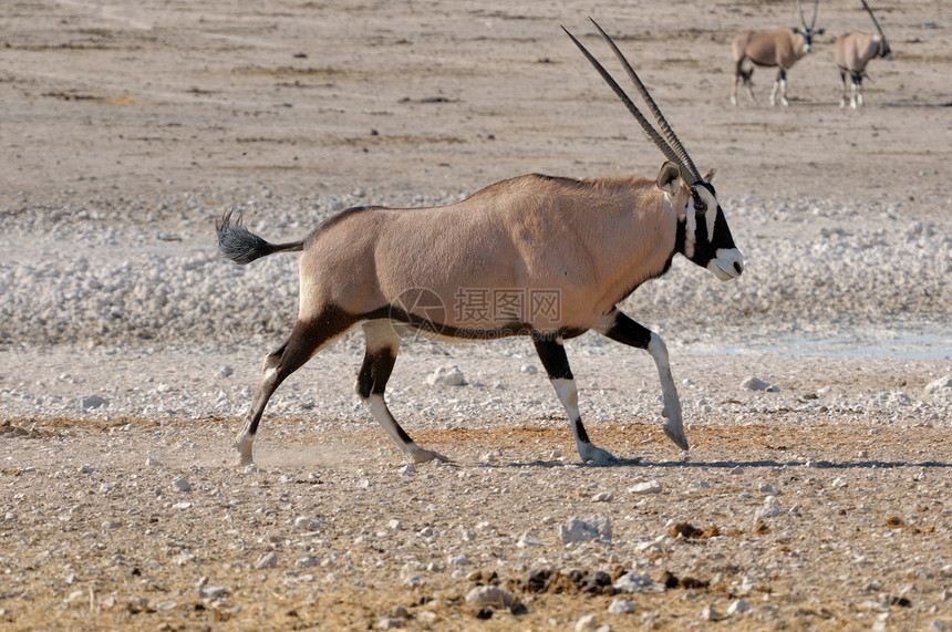 Oriix (Gemsbok) 运行中图片