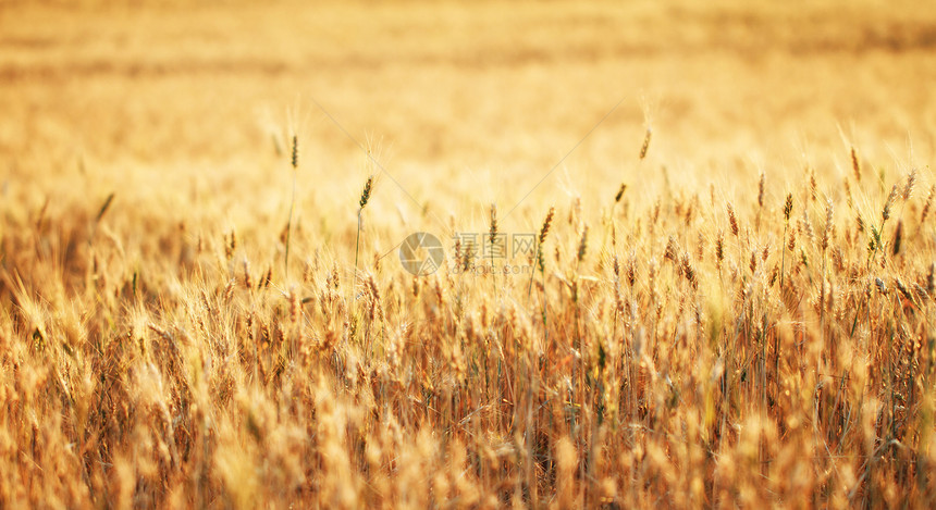 小麦田生产玉米面包面粉收成农业粮食麦田培育收获图片