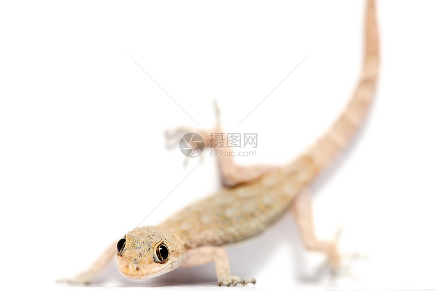 蜥蜴宏观荒野爬行者蝾螈爬行动物爬虫白色壁虎橙子尾巴图片