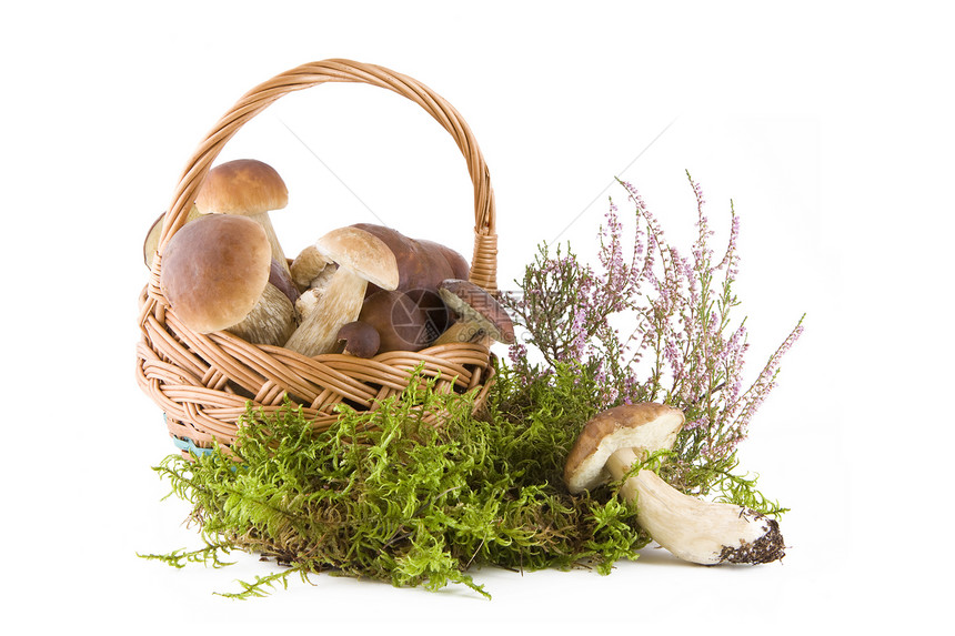 Boletus 蘑菇食物苔藓棕色季节白色蔬菜柳条泥炭营养绿色图片