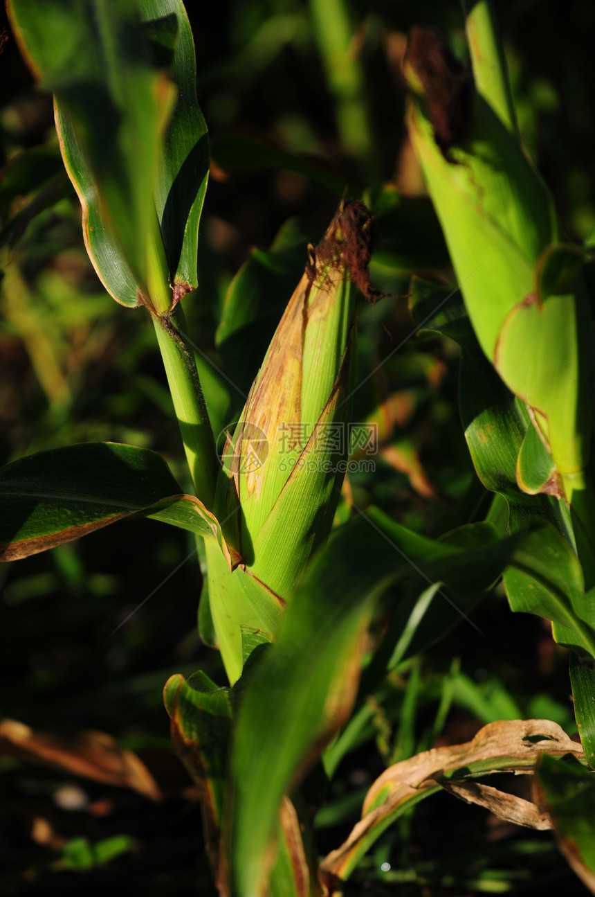 玉米尾植物农场季节粮食农业生长场地农村收成食物图片