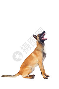 玛利诺犬警卫白色的高清图片