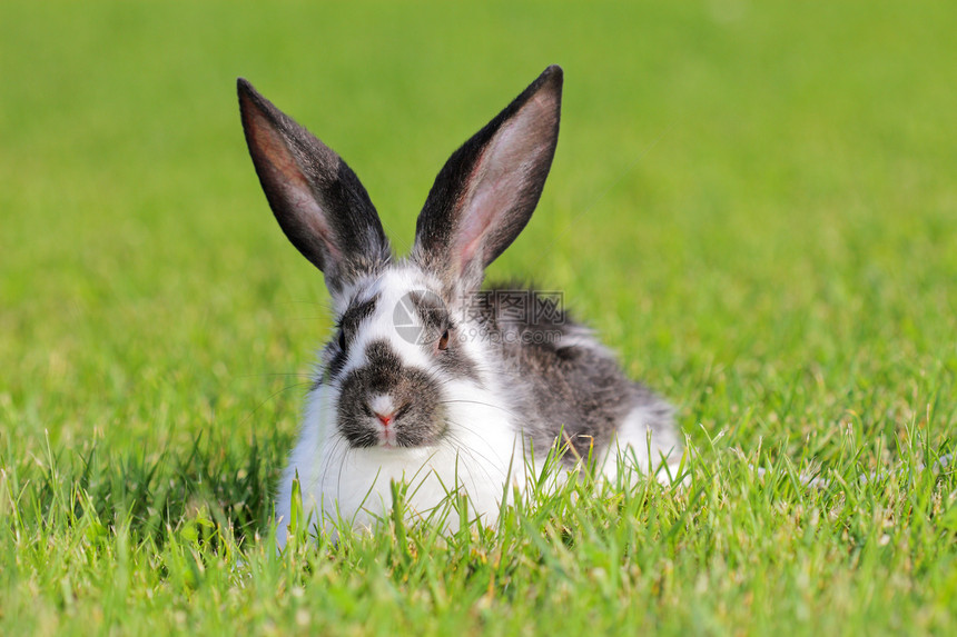 兔子兔荒野兔形后院哺乳动物草地生物说谎耳朵宠物家畜图片