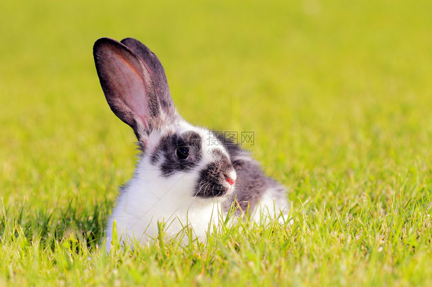 在草地里的兔子场地新生哺乳动物耳朵动物投标居住野生动物生物荒野图片