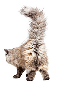 猫屁股Chincilla 辣椒类猫胡须屁股冒充小猫生物灰色毛皮奢华动物脊椎动物背景