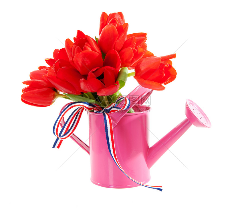 粉红水罐 红色荷兰郁金香粉红色灯泡花束花朵植物丝带植物学图片