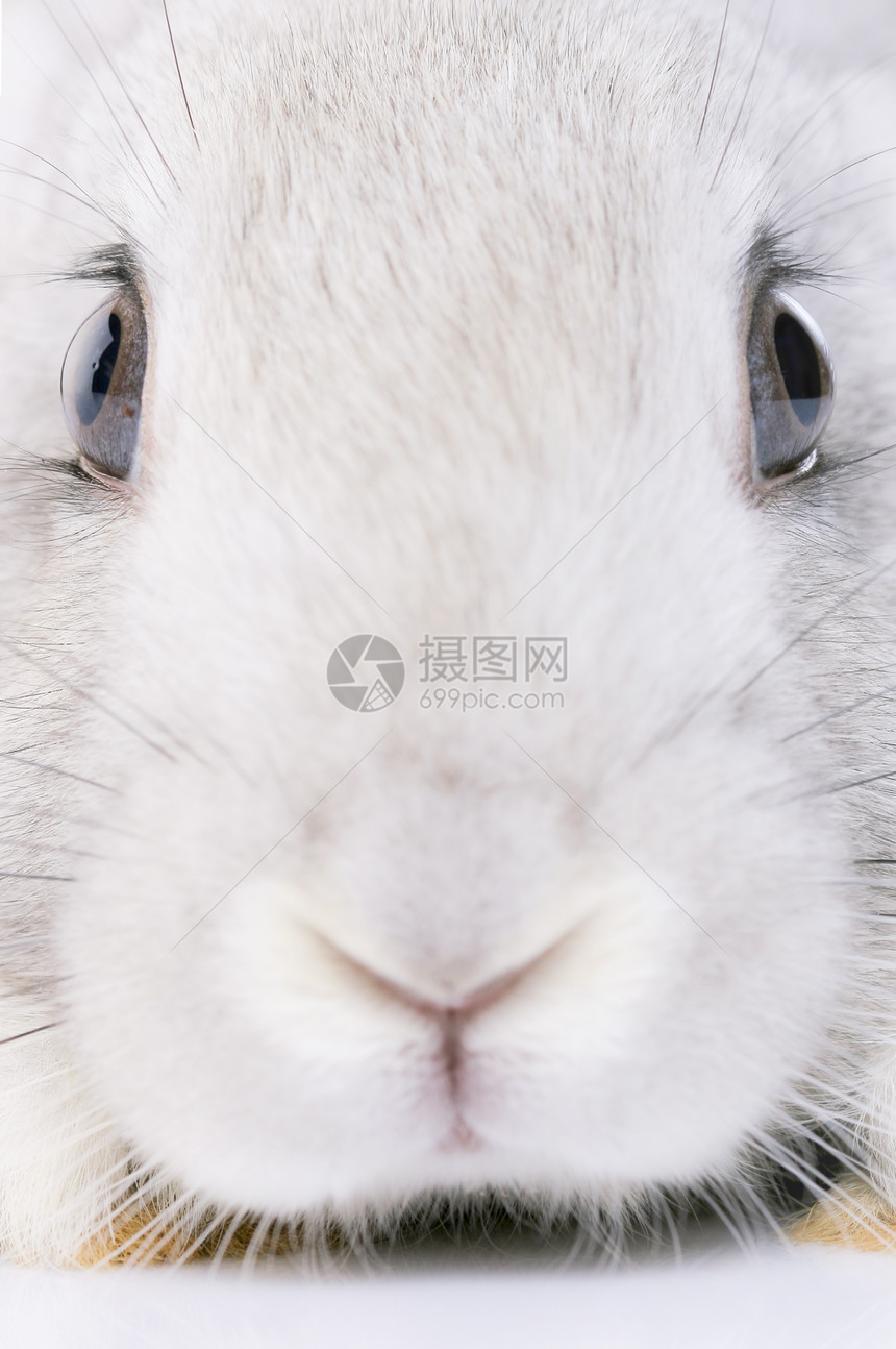 兔子兔野生动物尾巴动物哺乳动物投标小狗毛皮兔形目头发爪子图片