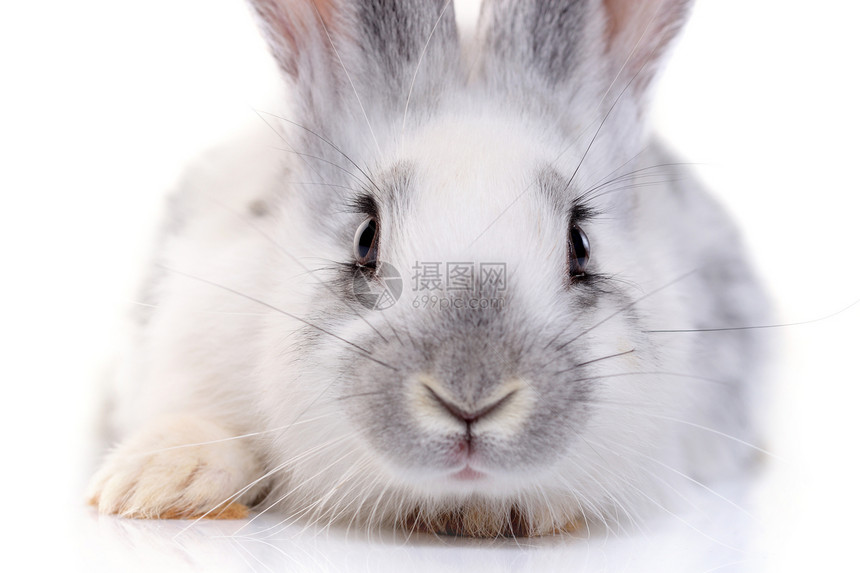 兔子兔头发爪子兔形目说谎尾巴毛皮哺乳动物生物新生耳朵图片