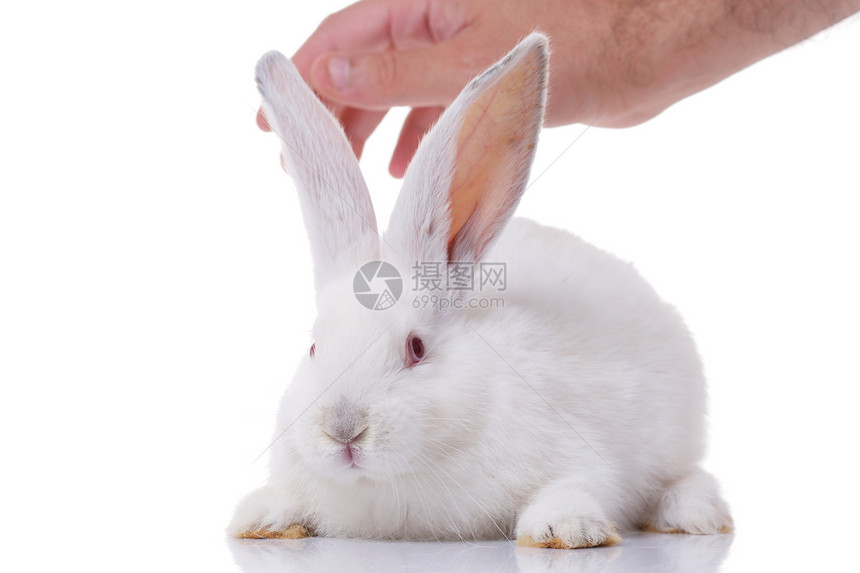 兔子兔说谎野生动物荒野兔形目爪子头发居住投标动物毛皮图片