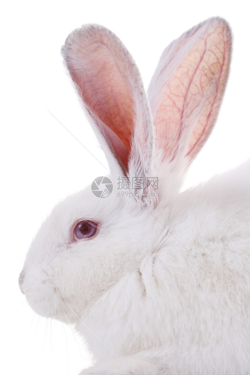 兔子兔新生生物哺乳动物小狗居住头发投标宠物农场耳朵图片