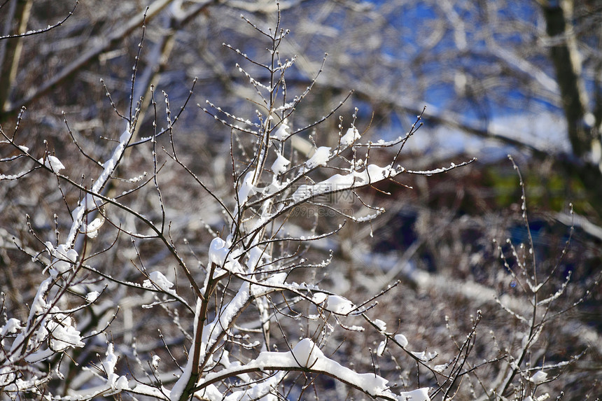 俄罗斯冬季雪雪地风景分支机构树木天空时间好天气空气植物太阳后备箱阴影图片