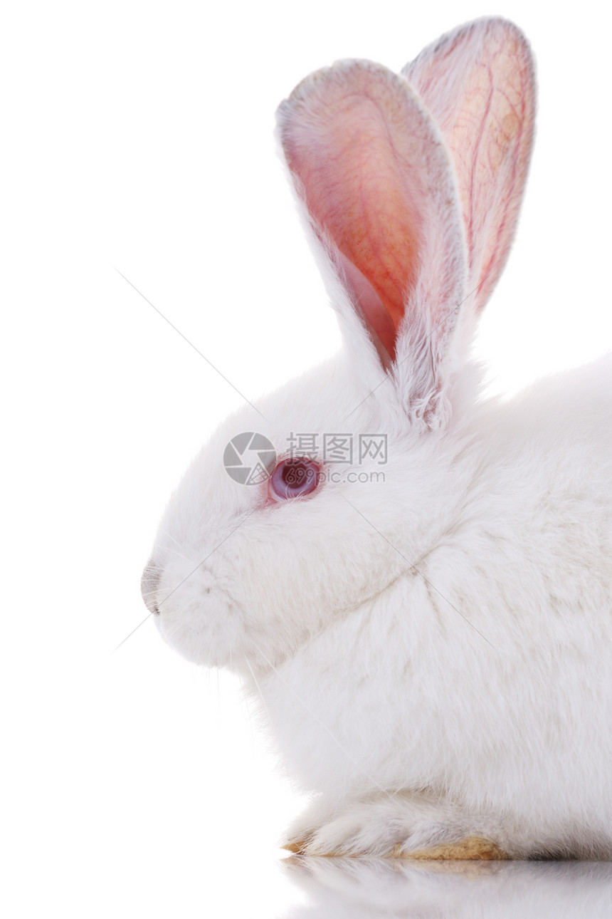 兔子兔野生动物兔形目毛皮哺乳动物荒野居住动物宠物说谎耳朵图片