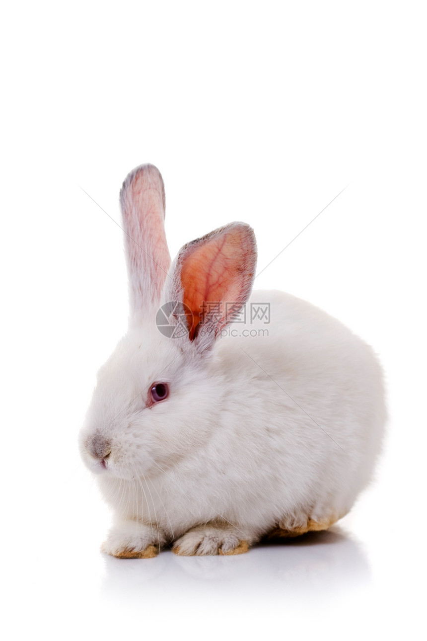 兔子兔荒野说谎毛皮哺乳动物家畜宠物野生动物动物尾巴生物图片