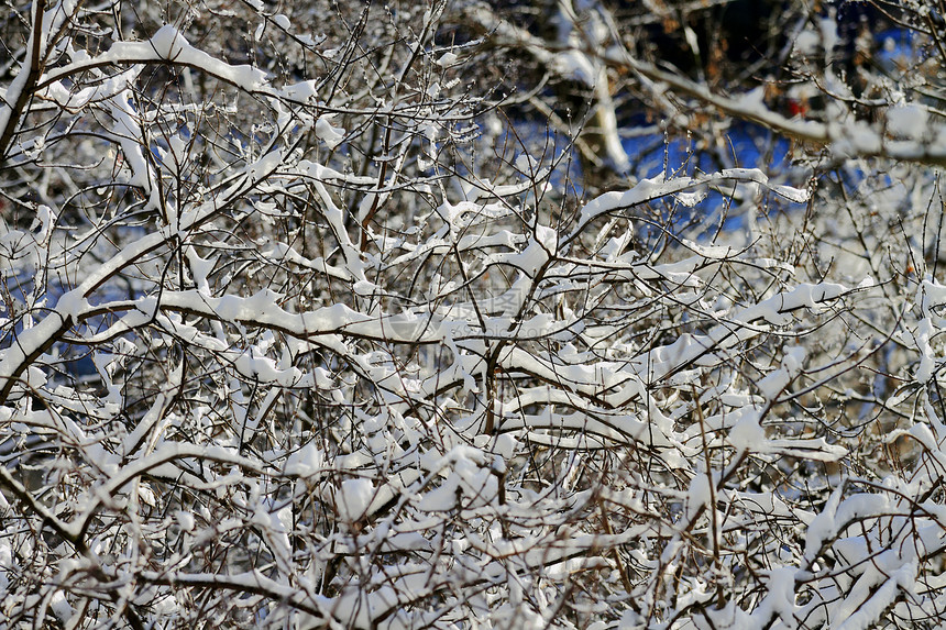俄罗斯冬季雪雪地风景后备箱阴影植物气候树木森林太阳分支机构空气天空图片