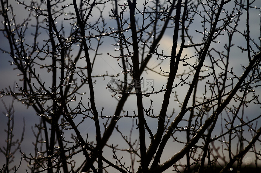 俄罗斯冬季雪雪地风景气候森林植物好天气分支机构太阳天空树木阴影空气图片