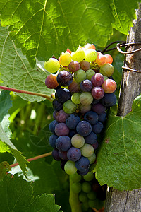 葡萄园中的葡萄酒饮料浆果收成蓝色酿酒甜点植物生长树叶藤蔓背景图片