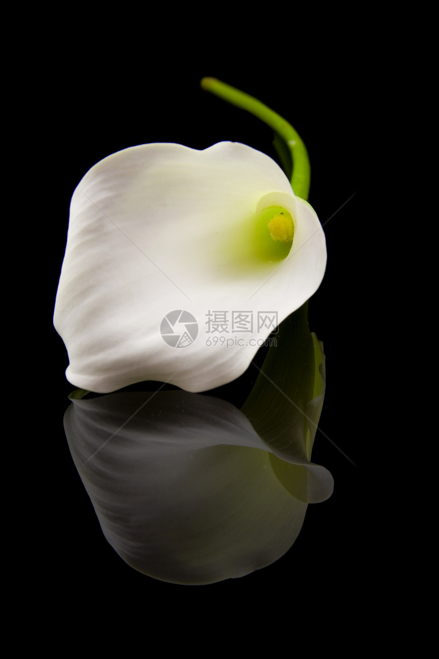 美丽的白色Calla Lilly绿色投标花朵花束植物季节性树叶花园背景红色图片