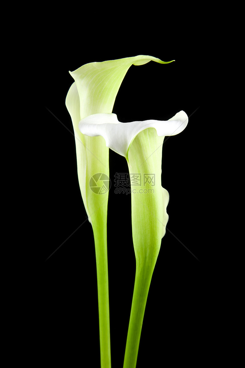 美丽的白色Calla百合花花园花束叶子绿色季节性背景花朵黑色新娘投标图片