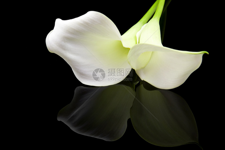 美丽的白色Calla Lily图片