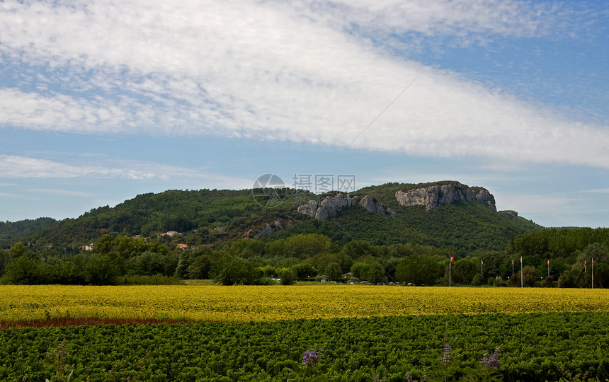 法国葡萄园和向日葵的风景花朵水果生长树叶酒厂山脉饮料线条藤蔓乡村图片