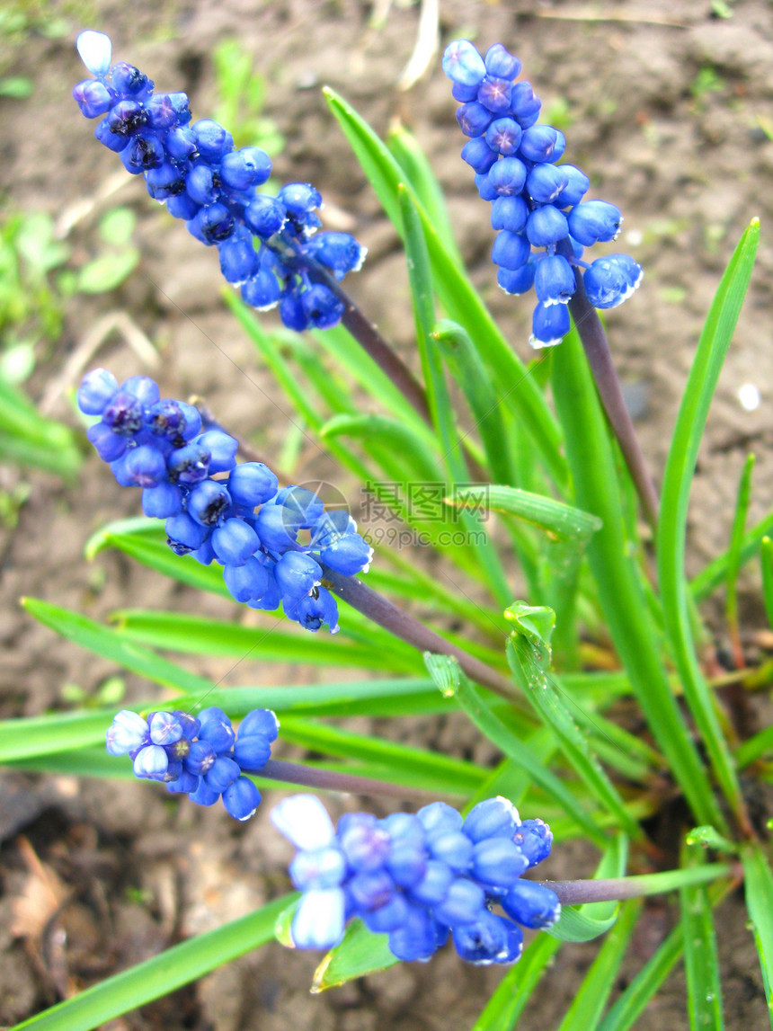 一些美丽的布斯卡里蓝色花朵生长紫色紫丁香植物花园花瓣植物学叶子园艺种植园图片