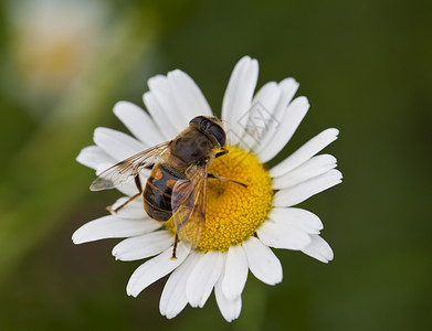 蜜蜂动物宏观昆虫花粉背景图片