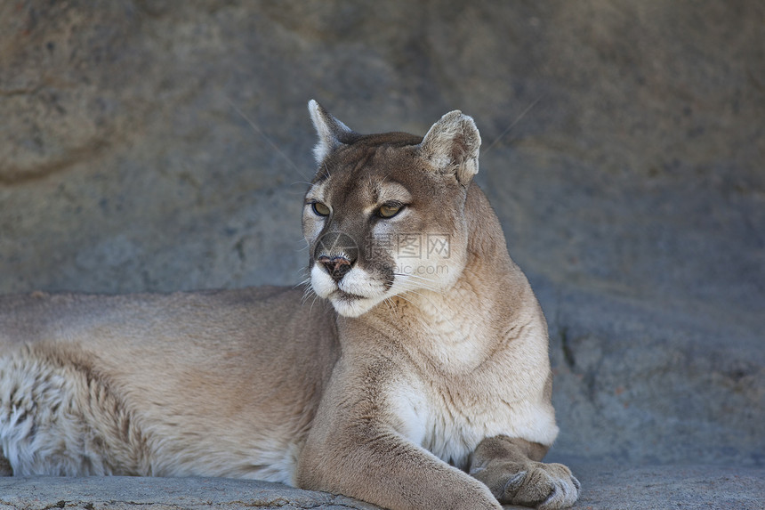 山狮狮子水平野生动物猫科动物哺乳动物食肉捕食者图片