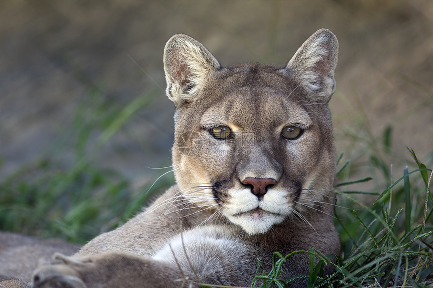 山狮狮子水平野生动物哺乳动物猫科捕食者动物食肉图片
